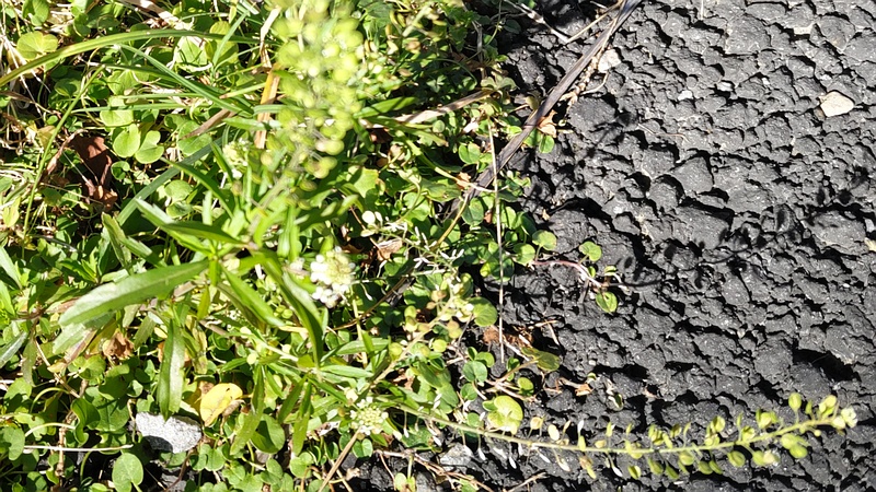 マメグンバイナズナ 横浜市旭区今宿南町