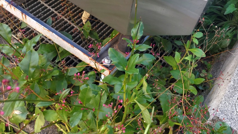 希望ヶ丘駅前のハゼラン 横浜市旭区中希望が丘