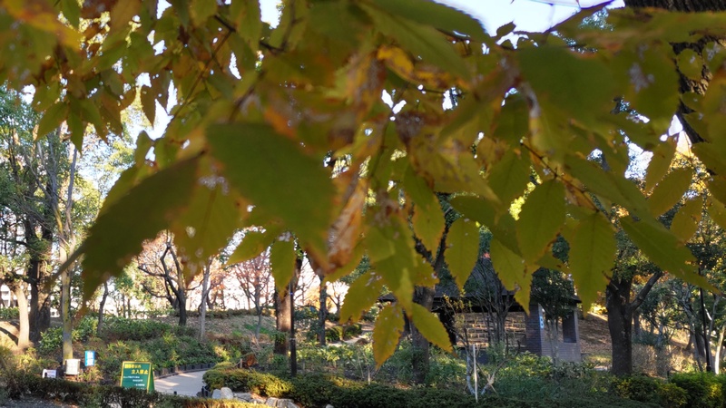 アキニレ 東京都大田区平和島公園