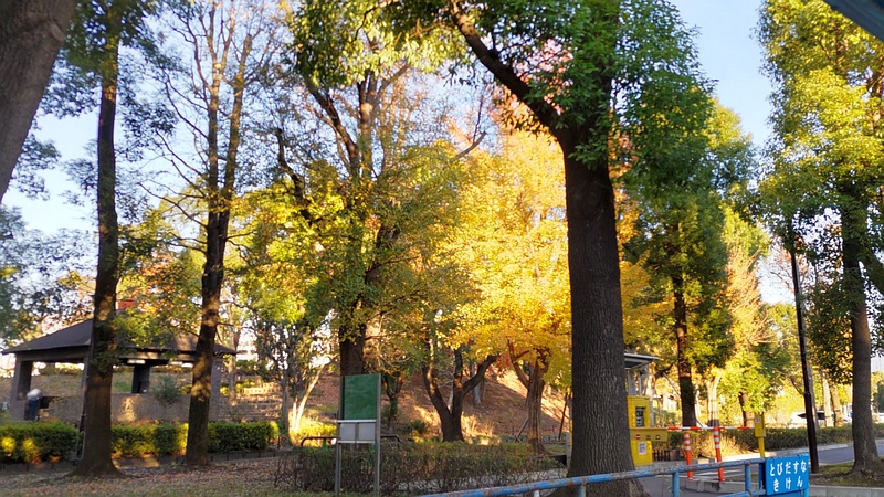 キャンプ場の紅葉 東京都大田区平和島公園