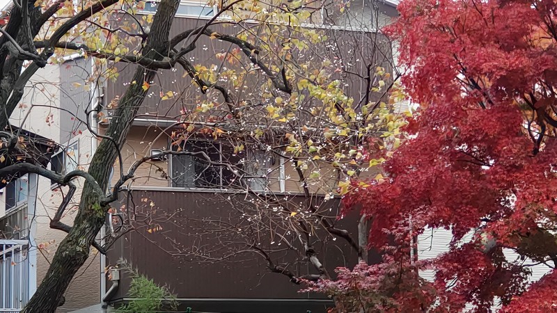 イロハモミジの紅葉とウメの花 東京都大田区平和の森公園