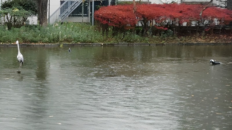 アオサギとカワウ 東京都大田区平和の森公園