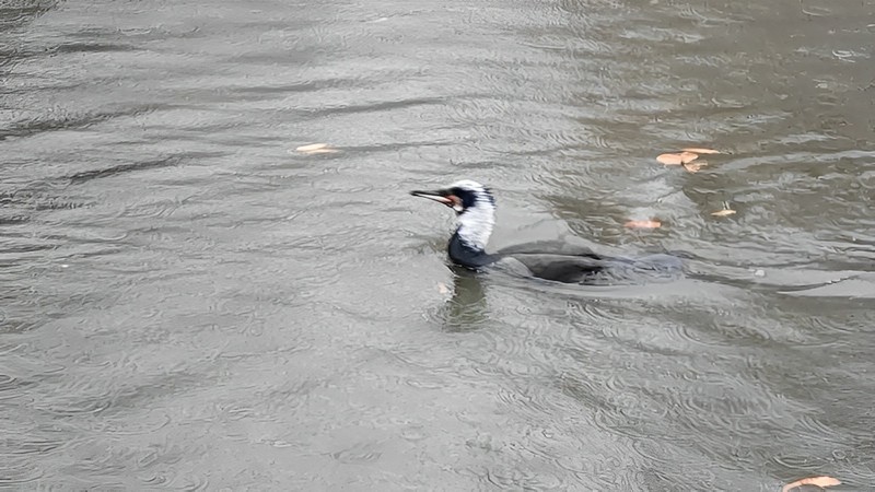 頭の白い繁殖期のカワウ 東京都大田区平和の森公園