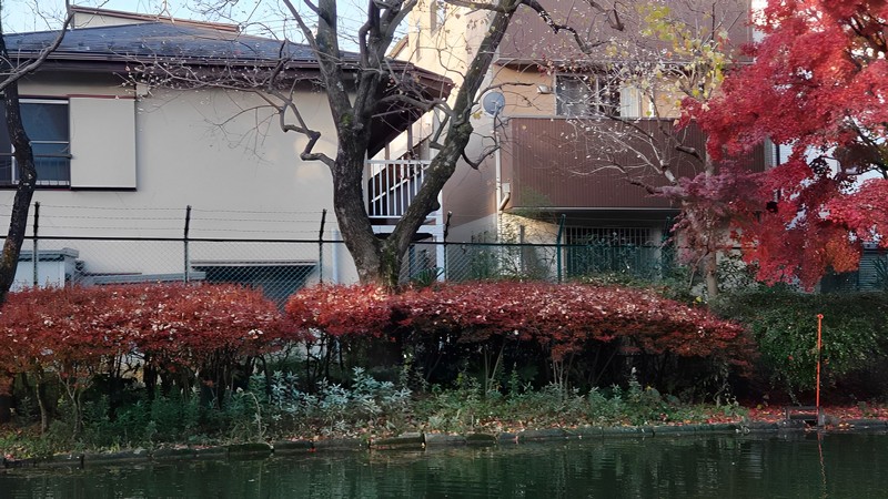 イロハモミジの紅葉とウメの花 東京都大田区平和の森公園
