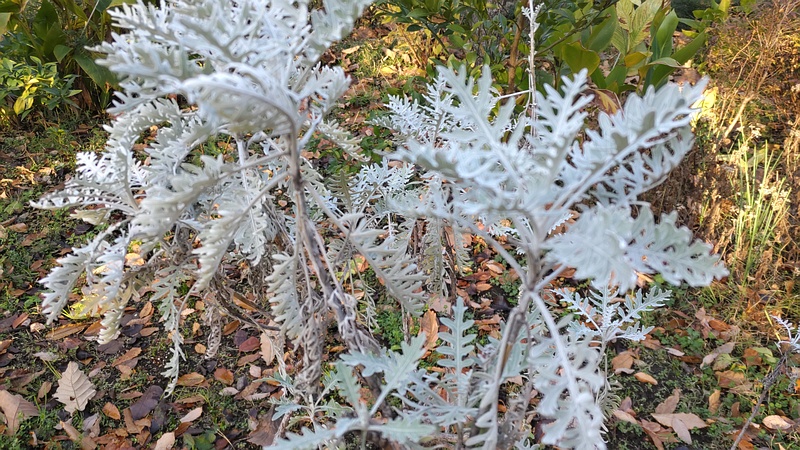シロタエギク 東京都大田区平和の森公園