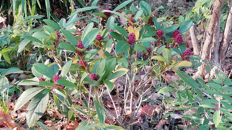 ミヤマシキミの蕾 東京都大田区平和の森公園