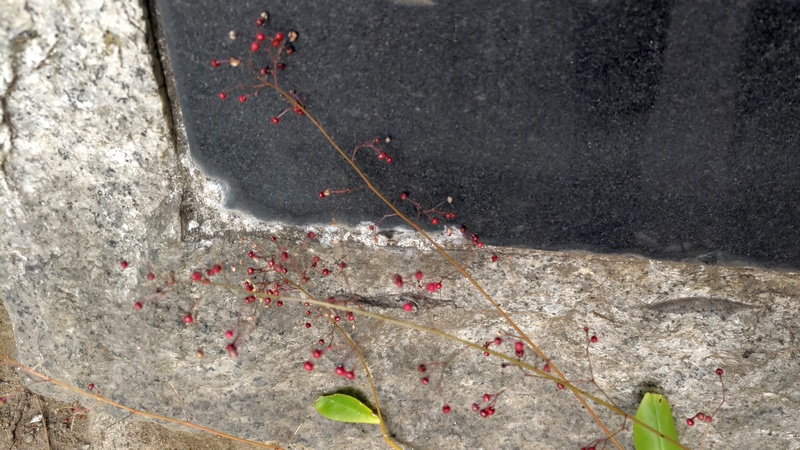 ハゼラン 東京都大田区平和の森公園