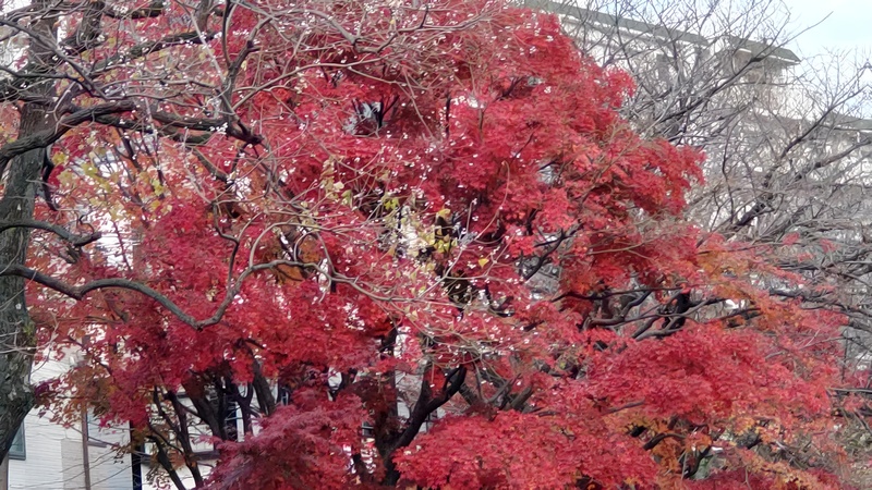 イロハモミジの紅葉とウメの花 東京都大田区平和の森公園