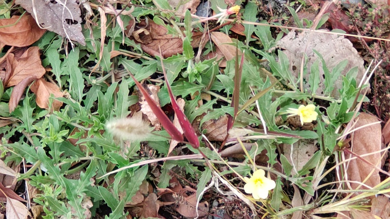 コマツヨイグサ 東京都大田区大和大橋