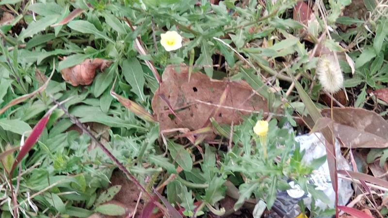 コマツヨイグサ 東京都大田区大和大橋
