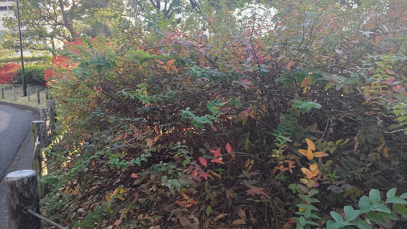 キンシバイ 東京都大田区平和の森公園