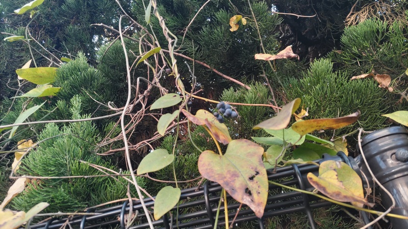 アオツヅラフジの果実 東京都大田区平和の森公園