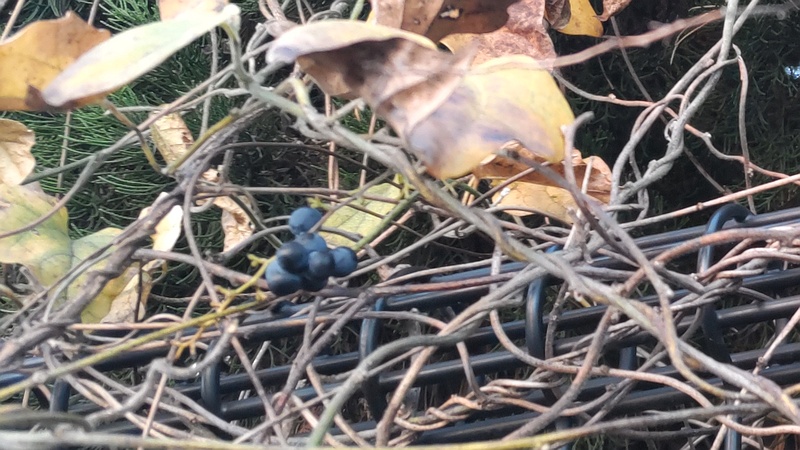 アオツヅラフジの果実 東京都大田区平和の森公園