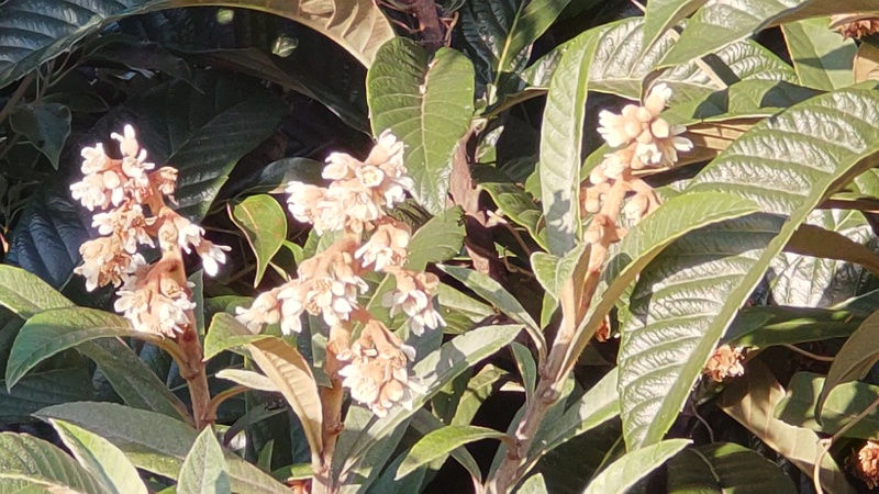 ビワの花 東京都大田区平和の森公園