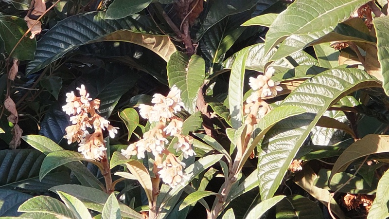 ビワの花 東京都大田区平和の森公園