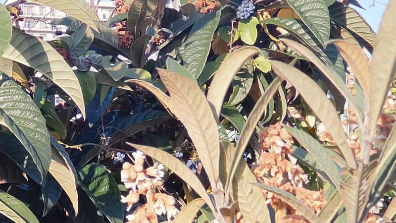 ビワの花、アオツヅラフジの果実 東京都大田区平和の森公園