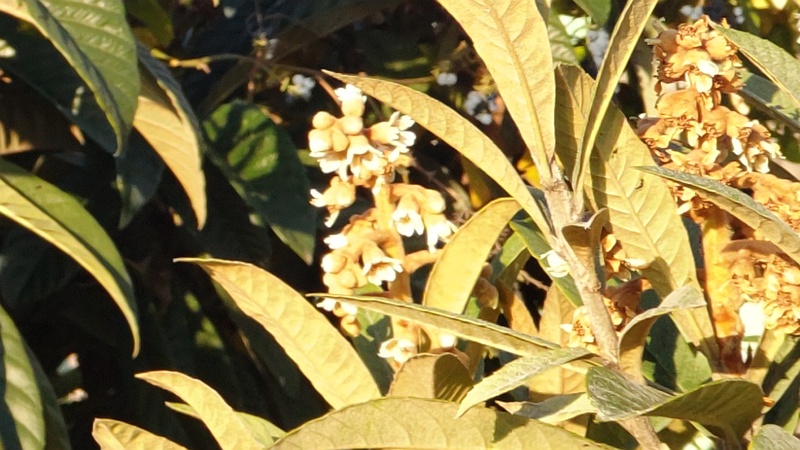 ビワの花 東京都大田区平和の森公園