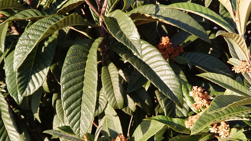 ビワの花 東京都大田区平和の森公園