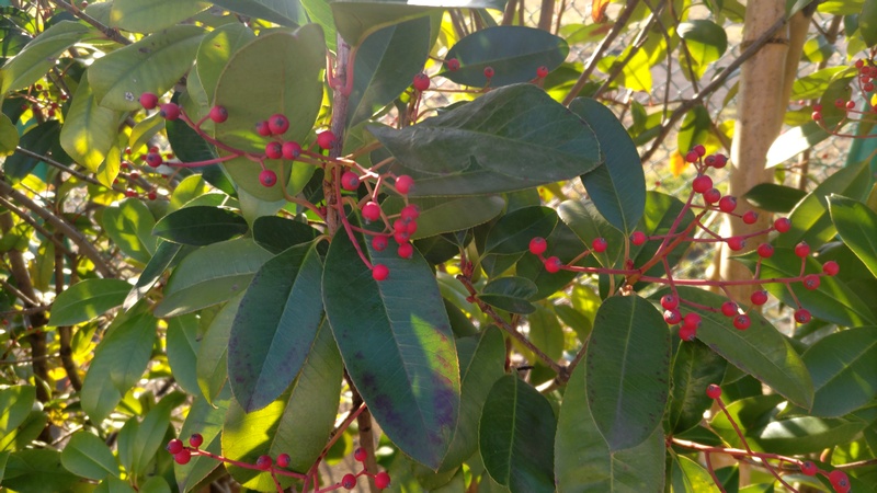カナメモチの果実 東京都大田区平和島公園