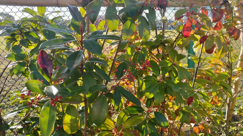カナメモチの果実 東京都大田区平和島公園