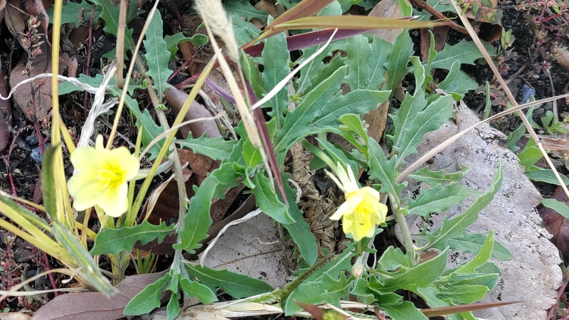 コマツヨイグサ 東京都大田区大和大橋