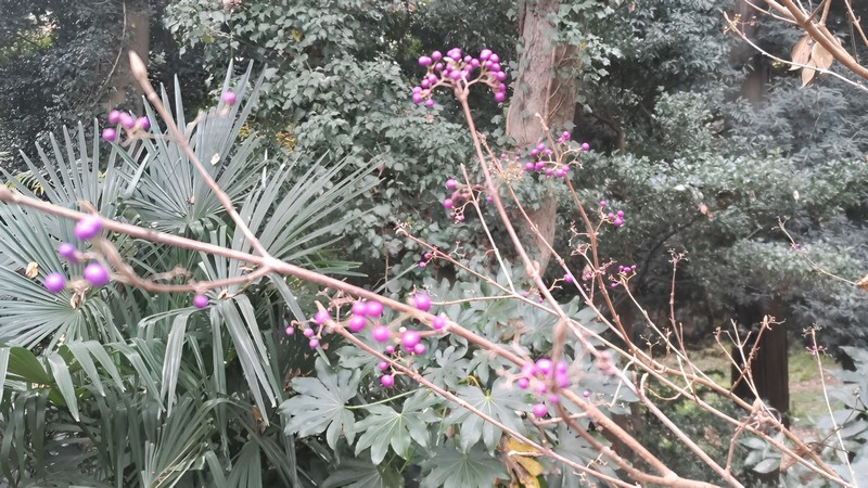 ムラサキシキブ 横浜市旭区希望が丘水の森公園