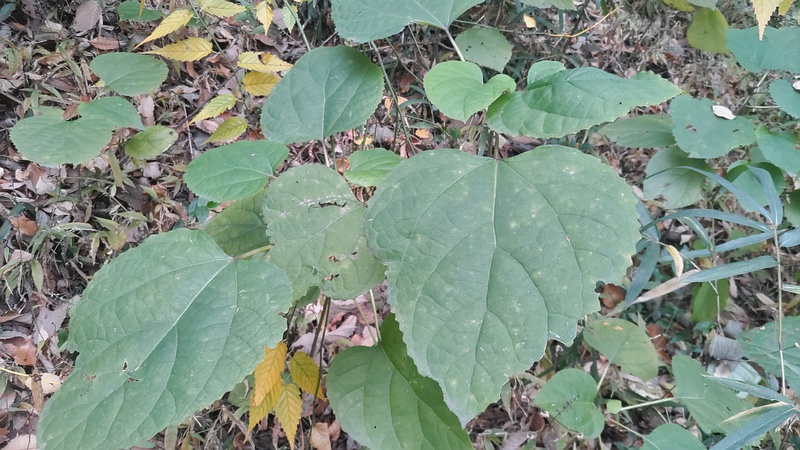 ボタンクサギ 横浜市旭区希望が丘水の森公園