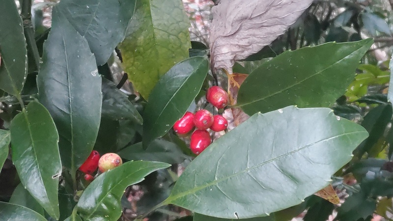 アオキの果実 横浜市旭区希望が丘水の森公園