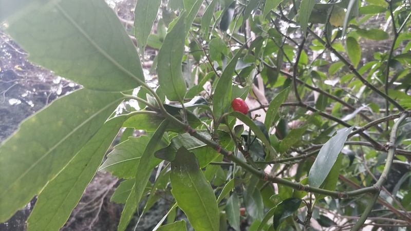 アオキの果実 横浜市旭区希望が丘水の森公園