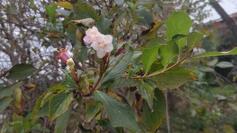 ハコネウツギ 横浜市旭区希望が丘水の森公園