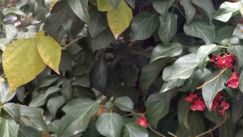 トキリマメ 横浜市旭区中希望が丘