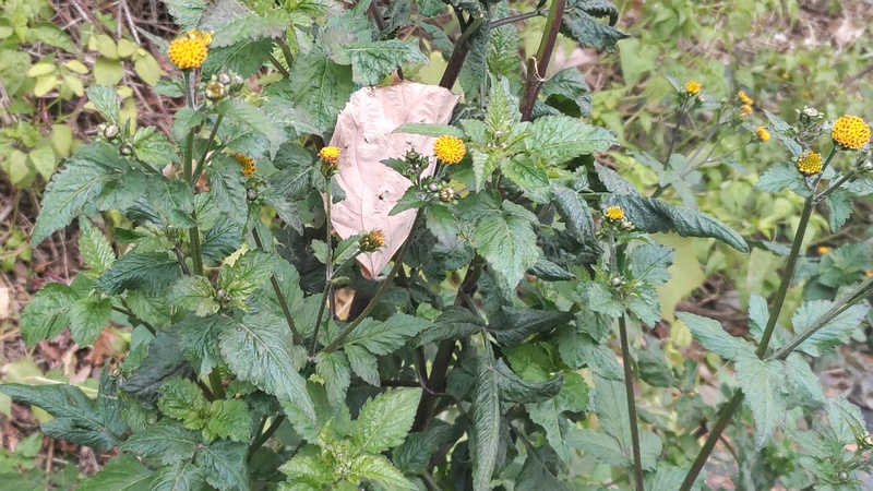 コセンダングサ 横浜市旭区中希望が丘