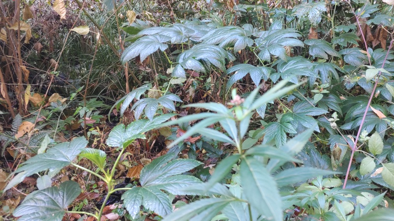 カジイチゴ、コセンダングサ、フジバカマ 横浜市旭区希望が丘水の森公園