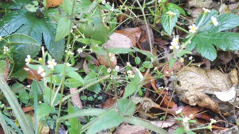 ハキダメギクとカジイチゴ 横浜市旭区希望が丘水の森公園