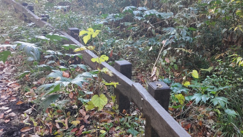 カジイチゴ 横浜市旭区希望が丘水の森公園