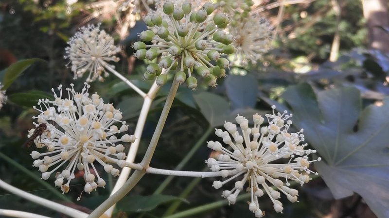 ヤツデの花とハナアブ 横浜市旭区希望が丘水の森公園