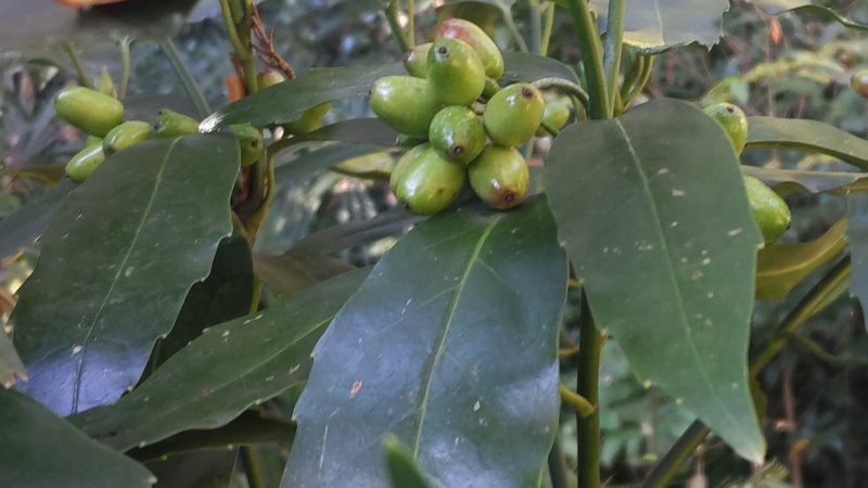 アオキの果実 横浜市旭区希望が丘水の森公園