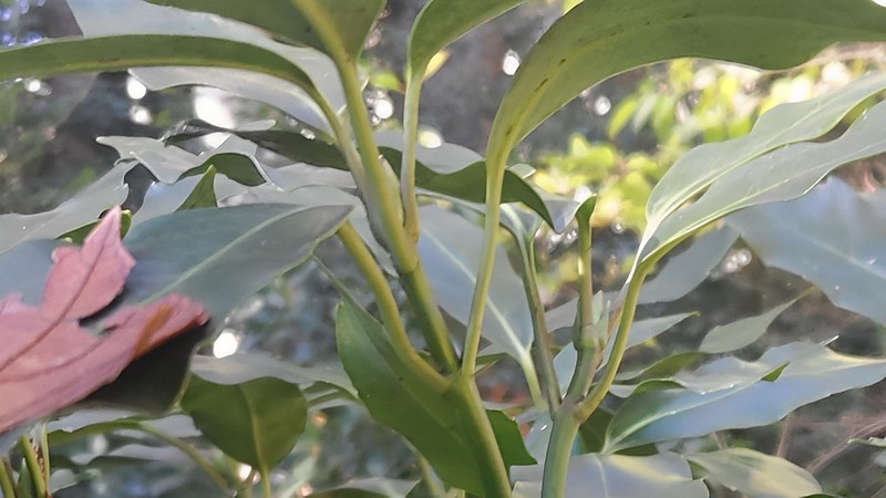 アオキの若葉 横浜市旭区希望が丘水の森公園