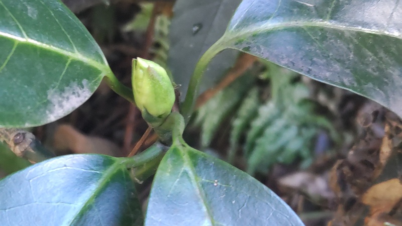アオキの蕾 横浜市旭区希望が丘水の森公園
