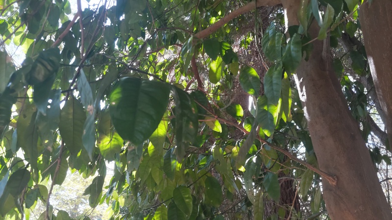 アカガシ 横浜市旭区希望が丘ふれあいの森公園