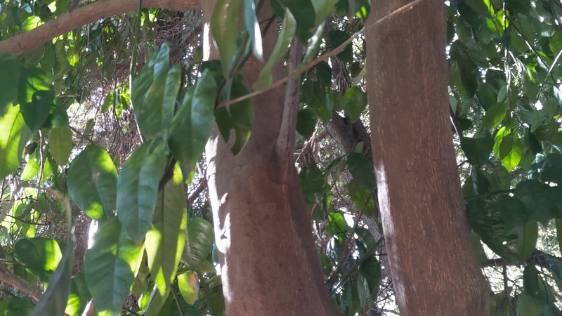 アカガシ 横浜市旭区希望が丘ふれあいの森公園