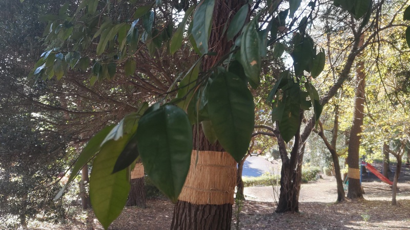 アカガシ 横浜市旭区希望が丘ふれあいの森公園