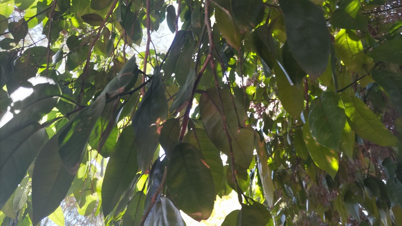 アカガシ 横浜市旭区希望が丘ふれあいの森公園