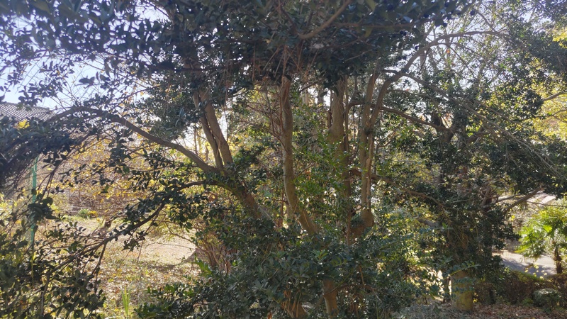 アカガシ 横浜市旭区希望が丘ふれあいの森公園