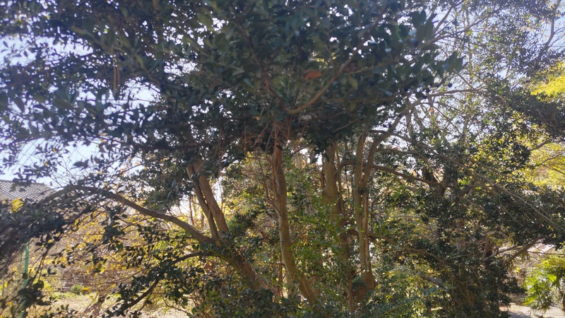 アカガシ 横浜市旭区希望が丘ふれあいの森公園