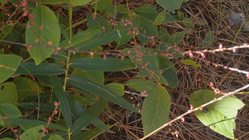 ミズヒキ 横浜市旭区希望が丘ふれあいの森公園