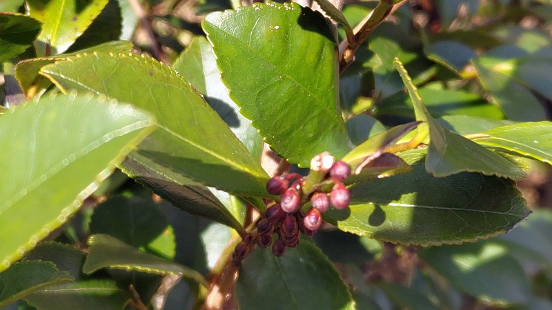 参道のヒサカキの蕾 横浜市旭区東希望が丘