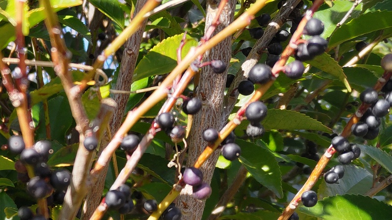 ヒサカキの果実 横浜市旭区東希望が丘