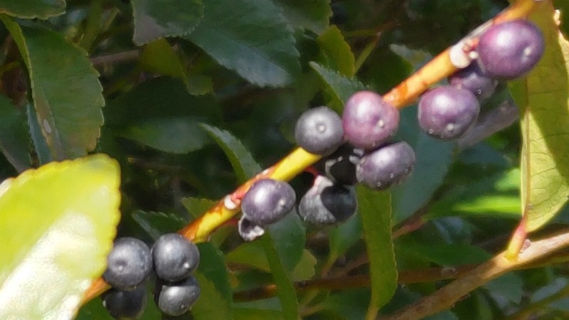 参道のヒサカキの果実 横浜市旭区東希望が丘