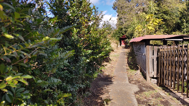 参道のヒサカキ 横浜市旭区東希望が丘